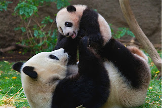 Amazing Facts About Panda