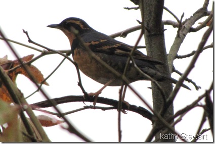 Varied Thrush