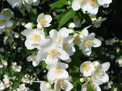 Jasmin Flower Picture