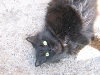 Yellow-Eyed Black Fat Cat