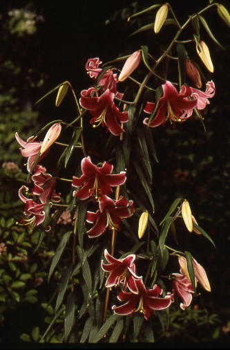 Lilium auratum 'Empress of India'