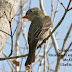 Greater Pewee--check out that schnoz