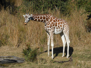 kilimanjaro safari disney