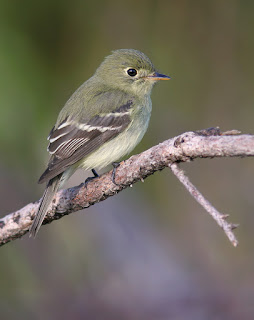 Yellow-bellied Flycatcher in Newfoundland