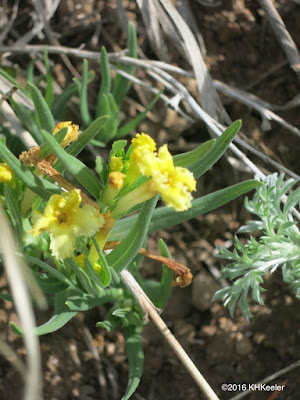 Lithospermum incisum, prairie stoneseed