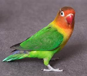 Dunia Burung Perbedaaan Lovebird Biola Opaline Fischer 