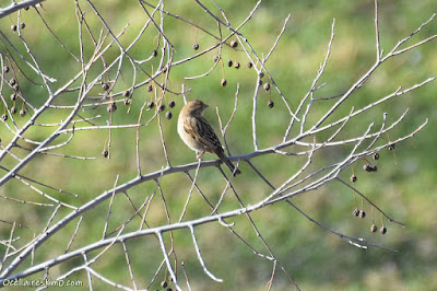 Pardal comú (Passer domesticus)