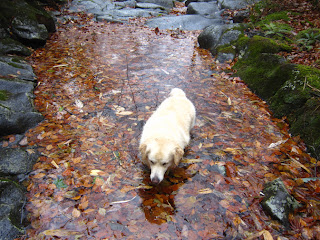 沢の中の犬