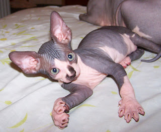 sphinx cat