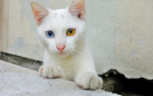 odd-eyed cats, cat with different colored eyes