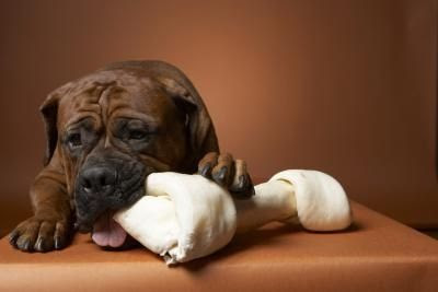 Tahukah Anda Kenapa Anjing Suka Menggigit? [ www.BlogApaAja.com ]