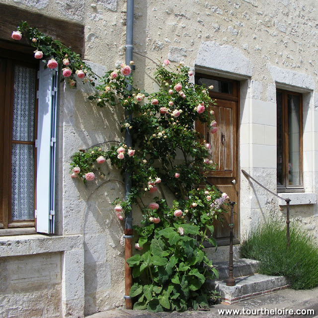 Pierre de Ronsard rose growing up a house, Loir et Cher, France. Photo by Loire Valley Time Travel.