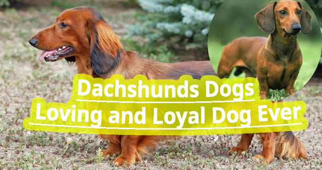 Dachshunds Dogs Loving and Loyal Dog Ever