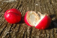 Manfaat dan khasiat buah mahkota dewa sejumlah manfaat dan khasiat yang terkandung dalam buah mahkota dewa