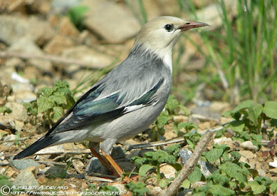 Red-billed Starling