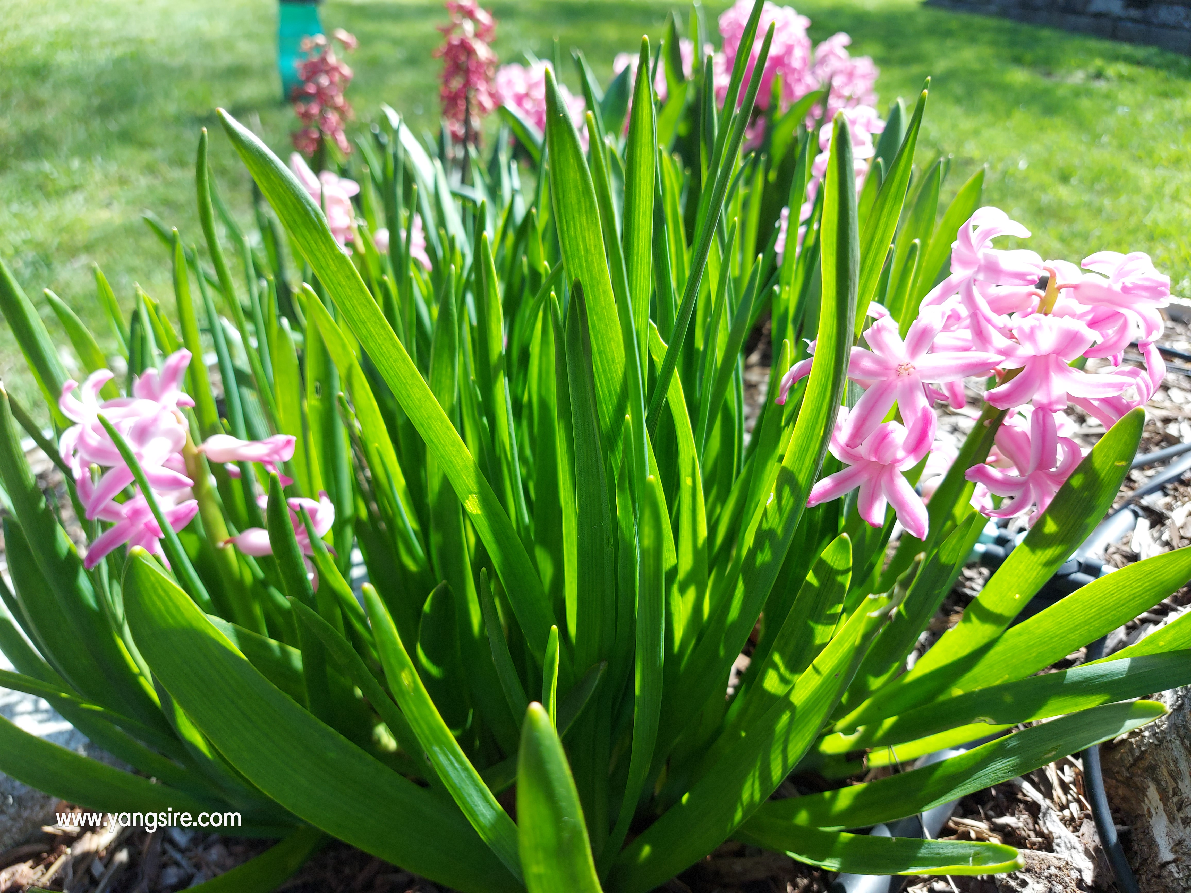 Hyacinthus pink flowers