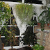 Sunroom Hanging Plants