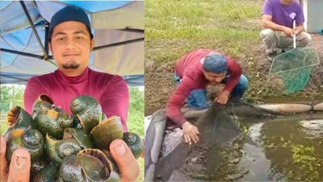 Pendapatan Mencecah RM4000 Sebulan Hasil Menjual Siput Gondang