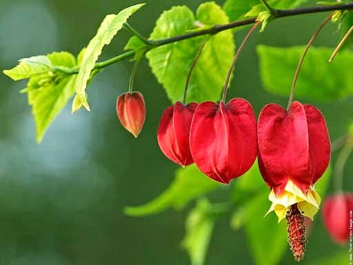 abutilon farolitos chinos