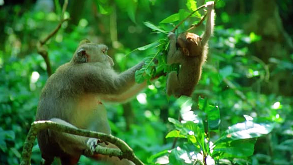 Ubud monkey forest Bali