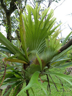 Platycerium sp. - Corne de cerf - Corne d'élan