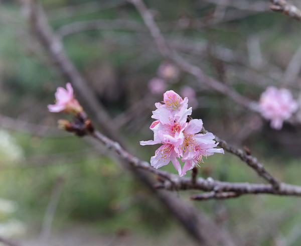 南投信義賞梅景點，牛稠坑驛站露營簡餐咖啡下午茶賞梅花開