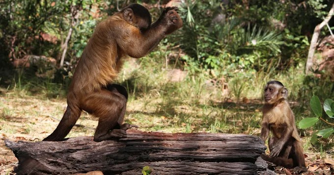 Maravilhas do Reino Animal: Conheça os Fascinantes Macacos-pregos