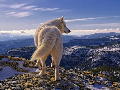 White Wolf At The Edge of Mountain HD Desktop Wallpaper