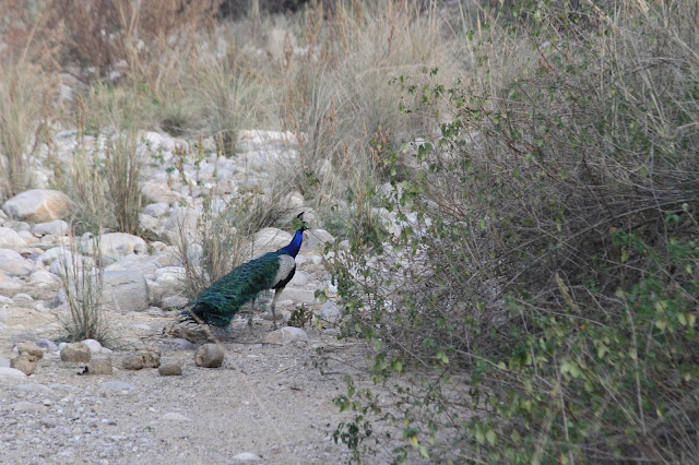 JIM CORBETT NATIONAL PARK