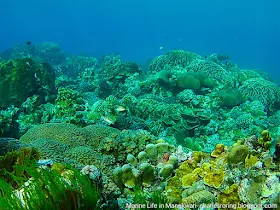 Affordable Snorkeling trips in Manokwari