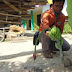 Pisang Tak Berbatang Muncul dari Tanah