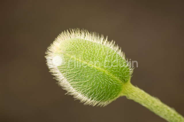 Macro photograph of a poppy bud