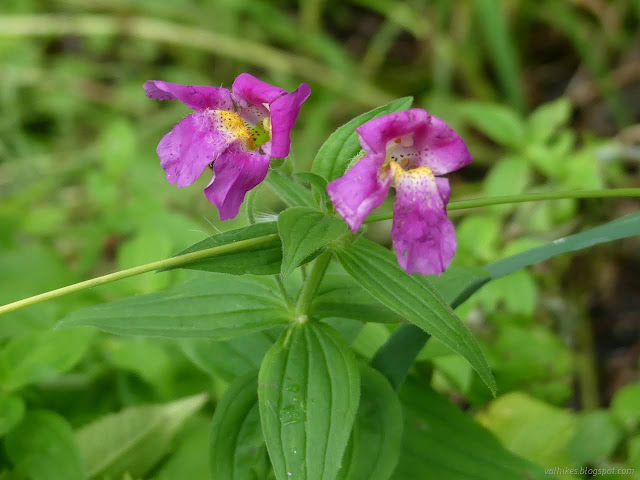 13: long fat trumpet flower with a face