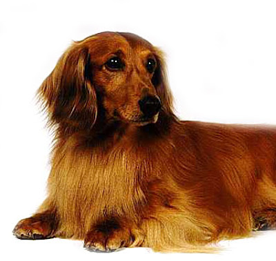 I am a black and tan smooth, short-hair miniature Daschund and I'm ready to