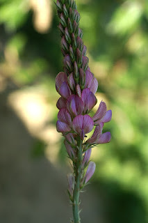 Sainfoin cultivé - Onobrychis viciifolia - Esparcette cultivée