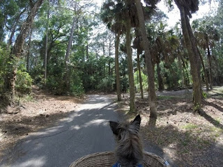 Hunting Island State Park in South Carolina riding a bicycle with Harley dog