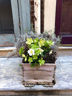 A planter on someone's front step with green winter flowers and pinecones.