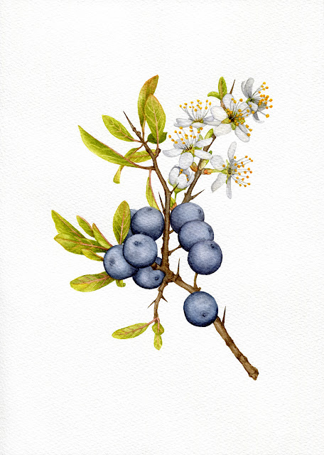 'Blackthorn' 2022 by Oona Culley, botanical painting