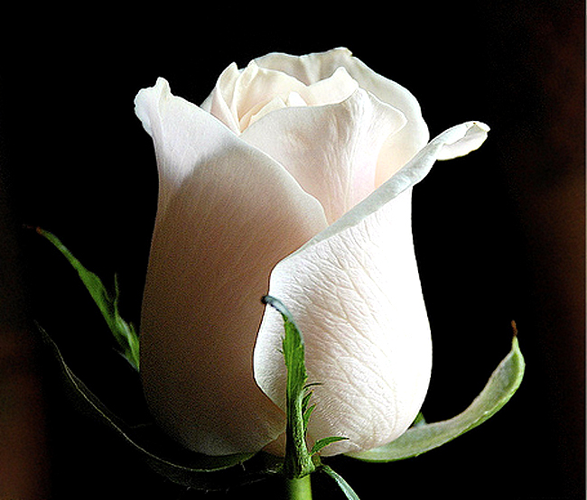 beautiful white rose flowers. White rose flower wallpaper