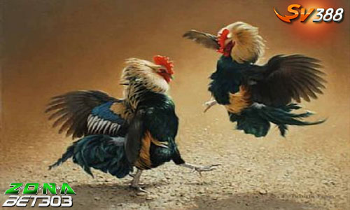 Situs Judi Sabung Ayam Wala Meron Resmi Terpercaya