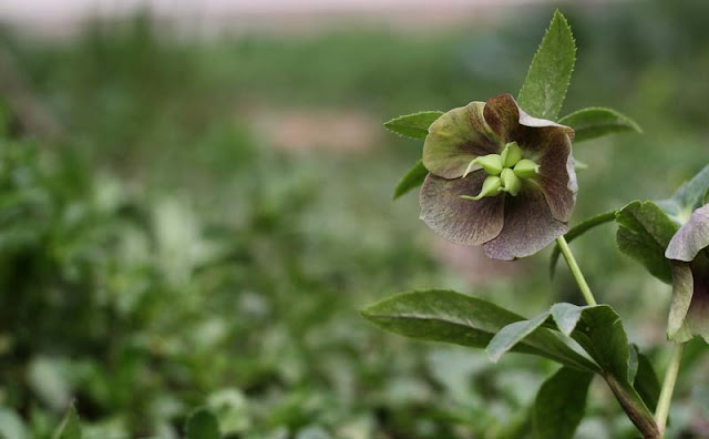 Lenten Rose Flowers