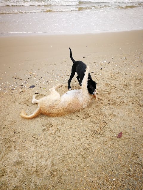 Hundar på stranden