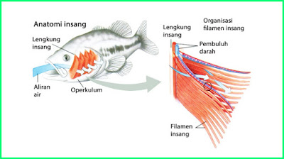 materi pelajaran kelas 5 sd tema 2 k13 sistem pernapasan pada ikan atau pisces