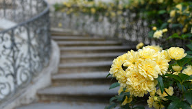 Lady Banks Rose, Atlanta History Center's Swan House