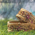 Golden broad bangles