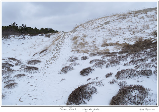 Crane Beach: ... along the paths...