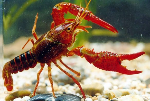 Prospek Budidaya Lobster Hias, lobster sebagai udang hias