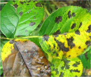 Rose plant leaves are affected by black spot disease