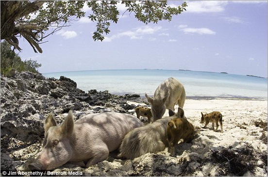 happy pigs 09