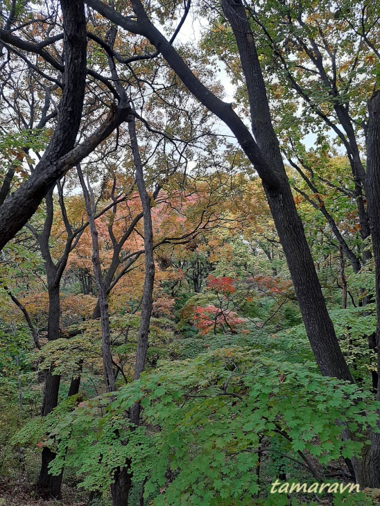 Клён ложнозибольдов (Acer pseudosieboldianum)